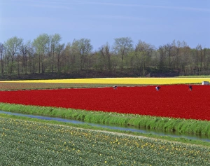 Bulb Field Prints: People working in the bulb fields in Holland