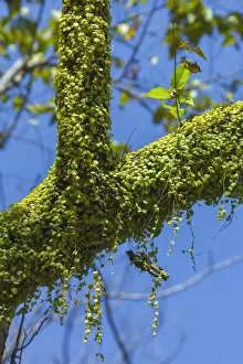 Overgrown Prints: Peperomia Rotundifolia (Creeping Buttons) a creeping epiphyte on a tree