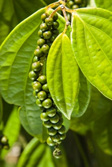 Images Dated 11th July 2009: Pepper tree and pepper fruit, Sarawak, Malaysian Borneo, Malaysia, Southeast Asia, Asia