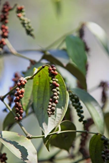 Ripe Prints: Peppercorn plant, Kerala, India, Asia