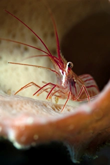 Dominica Prints: Peppermint shrimp (Lysmata wurdemanni), Dominica, West Indies, Caribbean, Central America