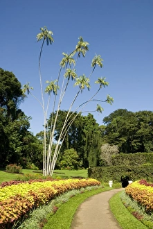 Side Walk Prints: Peradeniya Botanic Gardens, Kandy, Hill Country, Sri Lanka, Asia