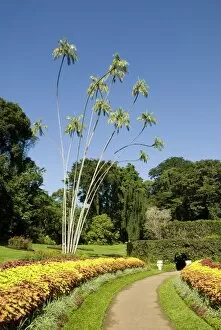 Images Dated 18th December 2009: Peradeniya Botanic Gardens, Kandy, Hill Country, Sri Lanka, Asia