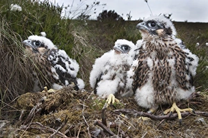Raptor Prints: Peregrine chicks (Falco peregrinus)