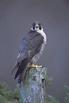 Roosting Prints: Peregrine falcon (Falco peregrinus)