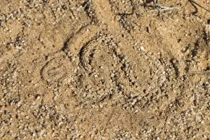 Peringueys adder (sidewinding adder) (Bitis peringueyi), hiding in sand, Namib Desert, Namibia, Africa