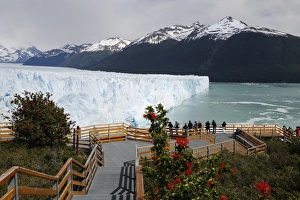 El Calafate Prints: Perito Moreno Glacier on Lago Argentino, El Calafate, Parque Nacional Los Glaciares