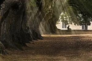 50 54 Years Prints: A person sitting peacefully in a tree-lined alley with sun rays filtering through leaves