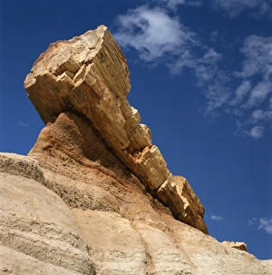 The petrified forest in Arizona