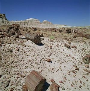 Arid Landscapes Prints: Petrified forest, Arizona, United States of America, North America