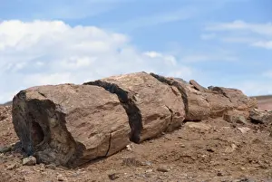 Petrified Forest Prints: Petrified forest in Gurbantinggut Desert in north east Xinjiang, China, Asia