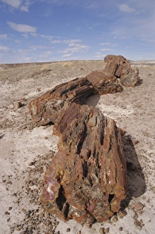 Wasteland Prints: Petrified Forest National Park