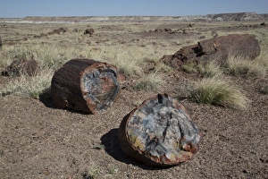 Prehistoric Prints: Petrified logs from the late Triassic period
