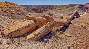 Holbrook Prints: One of the few petrified trees almost intact, The Onyx Bridge in Petrified Forest