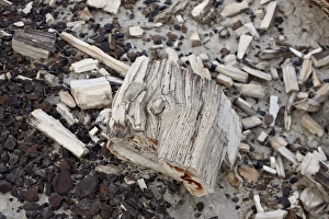 San Juan Basin Prints: Petrified wood, San Juan Basin, New Mexico, United States of America, North America