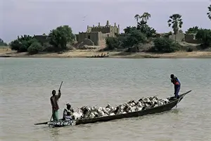 Western Africa Prints: Peul herder and cattle crossing the River Bani during transhumance, Sofara, Mali, Africa