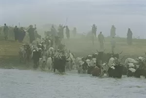 Peul men with cattle crossing the Bani River during transhumance, Sofara