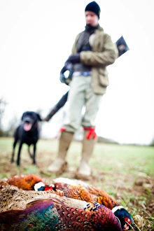 Working Animals Prints: Pheasant and gun and gun dog, Oxfordshire, England, United Kingdom, Europe