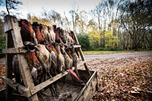 The End Prints: Pheasants, Oxfordshire, England, United Kingdom, Europe