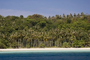 Dense Prints: Phi Phi Don Island