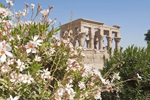 Blooms Prints: Philae Temple near Aswan, Egypt, North Africa, Africa