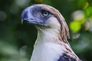 Eagle Prints: Philippine eagle (Pithecophaga jefferyi) (Monkey-eating eagle)