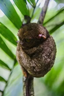 Images Dated 15th April 2011: Philippine tarsier (Carlito syrichta), smallest monkey in the world, Bohol, Philippines