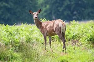 Camera Prints: Photo of the deer in the park looking at the camera, United Kingdom, Europe