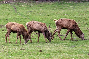 Mammalia Prints: Photo of the deer in the park, United Kingdom, Europe