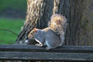Natural Light Prints: Photo of a grey squirrel in a park, London, England, United Kingdom, Europe
