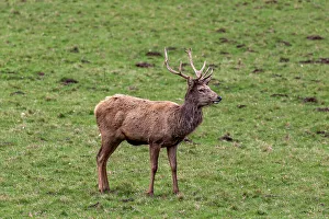 Antlers Prints: Photo of a lone deer in the park looking to the side, United Kingdom, Europe