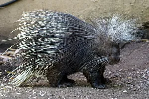 Observe Prints: Photo of a porcupine at London Zoo, London, England, United Kingdom, Europe