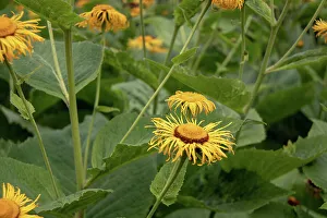 Botanical Garden Prints: Photo of yellow inula flowers at Kew Gardens, London, England, United Kingdom, Europe