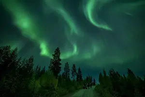 Muonio Prints: Photographers taking pictures of aurora borealis (Northern Lights) over coniferous forest