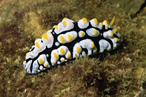 Nudibranch Prints: Phylldiana (Phyllidia)