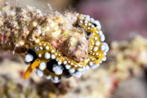 Images Dated 27th May 2008: Phyllidia ocellata nudibranch, Sulawesi, Indonesia, Southeast Asia, Asia