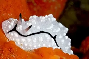 Images Dated 1st June 2008: Phyllidiopsis pipeki nudibranch, Sulawesi, Indonesia, Southeast Asia, Asia