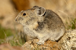 Interest Prints: Pica (Pica pica), Shoshone National Forest, Wyoming, United States of America