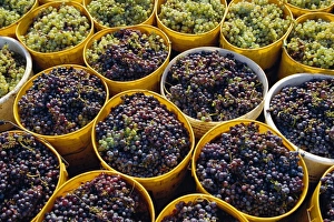 Ripe Prints: Picked grapes in a vineyard