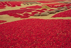 Images Dated 2nd August 2008: Picked red chilli peppers laid out to dry