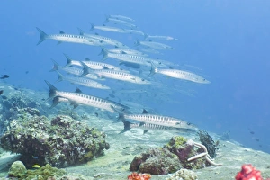 Fishes Prints: Pickhandle Barracuda, Southern Thailand, Andaman Sea, Indian Ocean, Asia