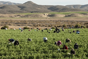 Mexican Culture Gallery: Picking beans, El Rosario, Baja California, Mexico, North America