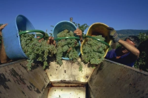 Chianti Prints: Picking grapes at Villa di Vetrice, Chianti Rufina, Tuscany, Italy, Europe