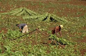 Tobacco Prints: Picking tobacco leaves and placing on rack for first stage of drying, Pinar del Rio