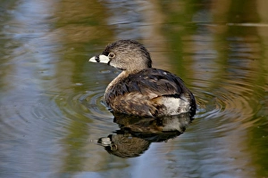 Tucson Prints: Pied-billed grebe (Podilymbus podiceps), Sweetwater Wetlands, Tucson, Arizona