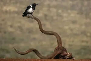 Pied crow (Corvus albus), Zimanga Private Game Reserve, KwaZulu-Natal, South Africa