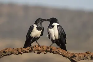 Crow Prints: Pied crows (Corvus albus), Zimanga private game reserve, KwaZulu-Natal, South Africa