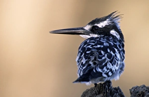 Turn Prints: Pied Kingfisher, (Ceryle rudis), Chobe River, Chobe National Park, Botswana