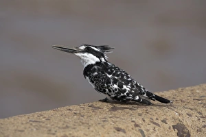 Pied kingfisher (Ceryle rudis)
