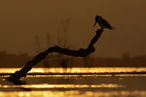 Natural Light Prints: Pied kingfisher (Ceryle rudis), Zimanga game reserve, South Africa, Africa